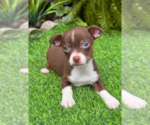 Small Photo #28 Chihuahua Puppy For Sale in FORT LAUDERDALE, FL, USA