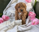 Puppy Andor Cavapoo