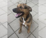 Small #1 Mutt