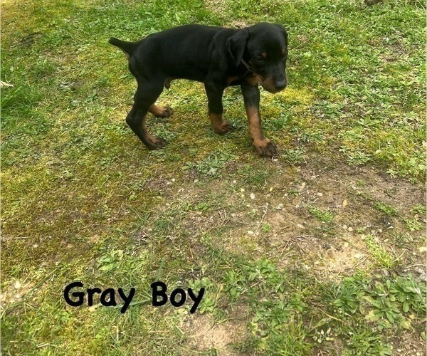 Medium Photo #6 Doberman Pinscher Puppy For Sale in NEW KENT, VA, USA