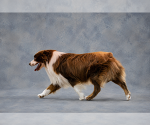 Father of the Miniature American Shepherd puppies born on 07/10/2026