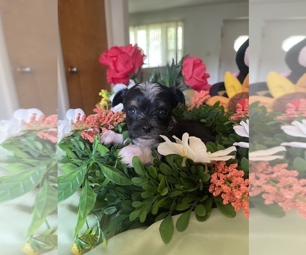 Medium Photo #7 Yorkshire Terrier Puppy For Sale in ROCKFORD, IL, USA