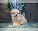 Puppy Casper Poodle (Miniature)