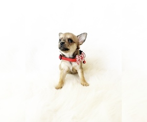 Chihuahua Puppy for sale in SACRAMENTO, CA, USA