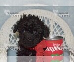 Small #10 Poodle (Toy)