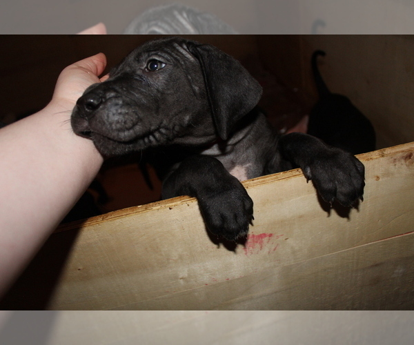 Medium Photo #7 Great Dane Puppy For Sale in KALAMA, WA, USA