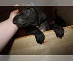 Small Photo #7 Great Dane Puppy For Sale in KALAMA, WA, USA