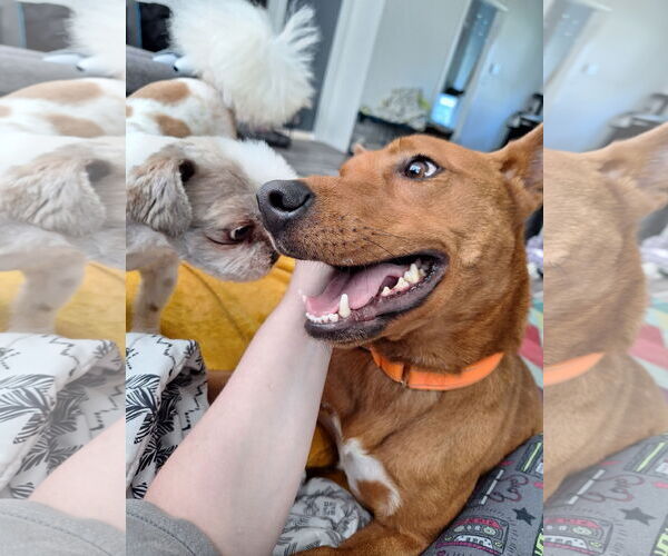 Medium Photo #18 American Pit Bull Terrier-Siberian Husky Mix Puppy For Sale in The Woodlands, TX, USA