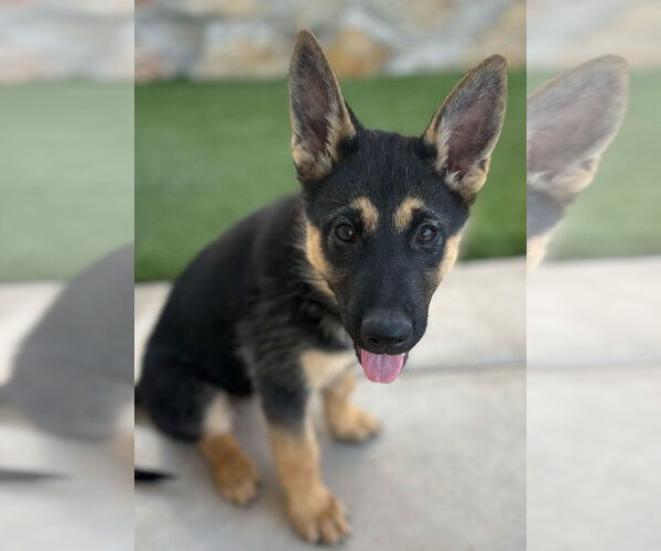 Medium Photo #4 German Shepherd Dog-Siberian Husky Mix Puppy For Sale in Imlay City, MI, USA