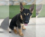 Small #3 German Shepherd Dog-Siberian Husky Mix