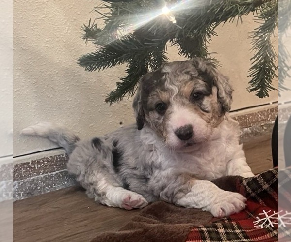 Medium Photo #2 Aussiedoodle Miniature  Puppy For Sale in DOSS, MO, USA