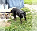 Small #1 Labrador Retriever Mix