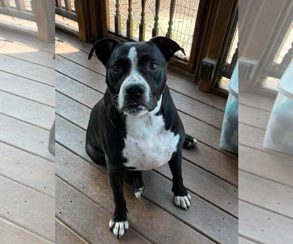 Medium Photo #1 Mutt Puppy For Sale in Martinsburg, WV, USA