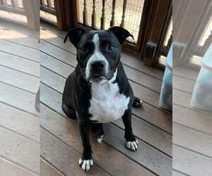 Mutt Dogs for adoption in Martinsburg, WV, USA
