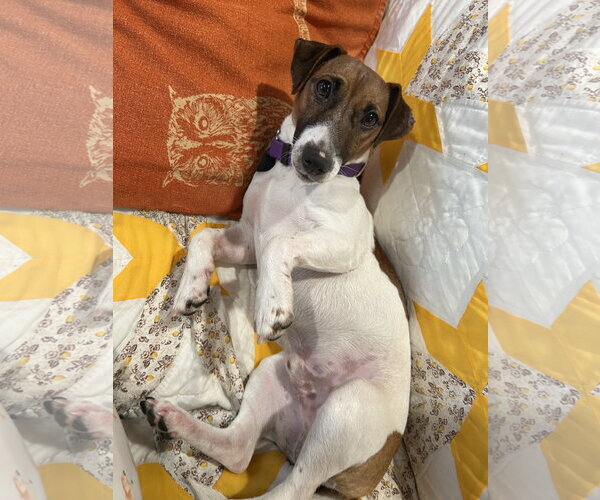 Medium Photo #3 Jack Russell Terrier Puppy For Sale in Lancaster, PA, USA