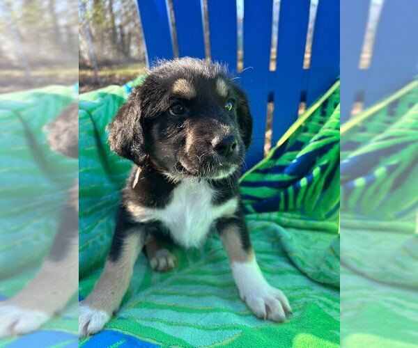 Medium Photo #2 Australian Shepherd-Unknown Mix Puppy For Sale in Pacolet, SC, USA