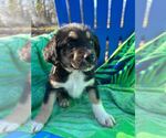 Small #1 Australian Shepherd Mix