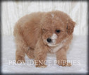 Small Photo #8 Poodle (Miniature) Puppy For Sale in COPPOCK, IA, USA