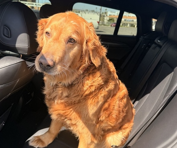 Medium Photo #1 Golden Labrador Puppy For Sale in LAKE ELSINORE, CA, USA