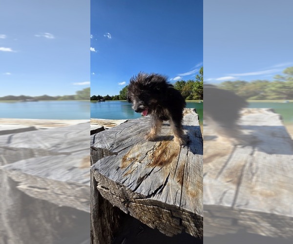 Medium Photo #13 Aussiedoodle Toy Puppy For Sale in JONES, OK, USA