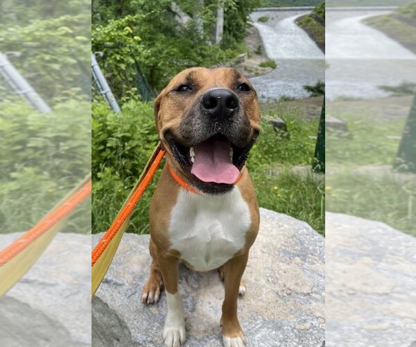 Medium Photo #5 American Pit Bull Terrier-Rhodesian Ridgeback Mix Puppy For Sale in Brewster, NY, USA