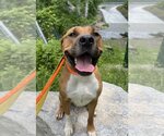 Small #4 American Pit Bull Terrier-Rhodesian Ridgeback Mix