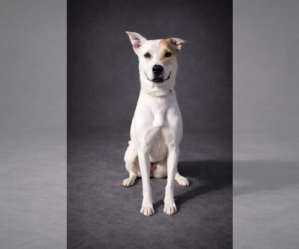 Medium Photo #2 Australian Shepherd-Catahoula Leopard Dog Mix Puppy For Sale in Rockwall, TX, USA