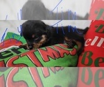 Small #10 Rottweiler