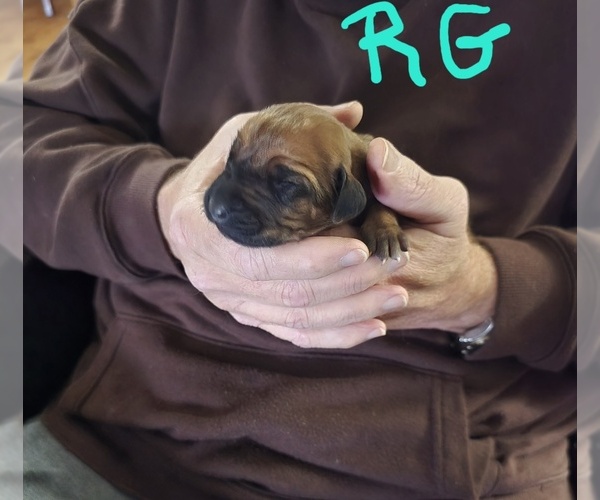 Medium Photo #1 Rhodesian Ridgeback Puppy For Sale in ALBA, TX, USA