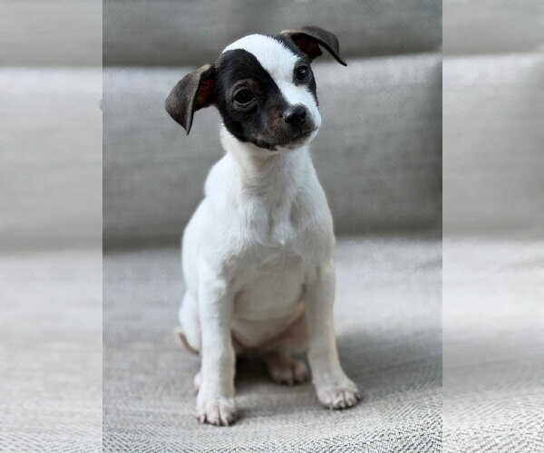 Medium Photo #1 Chihuahua-Unknown Mix Puppy For Sale in Greenville, SC, USA