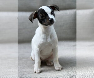 Chihuahua-Unknown Mix Dogs for adoption in Greenville, SC, USA