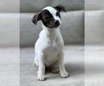 Small Chihuahua Mix