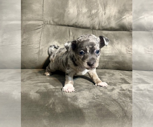 Medium Photo #1 Chiweenie Puppy For Sale in BURLINGTON TOWNSHIP, PA, USA