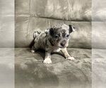 Small Chiweenie