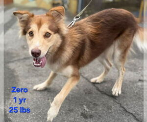 Aussie Siberian Dogs for adoption in Virginia Beach, VA, USA