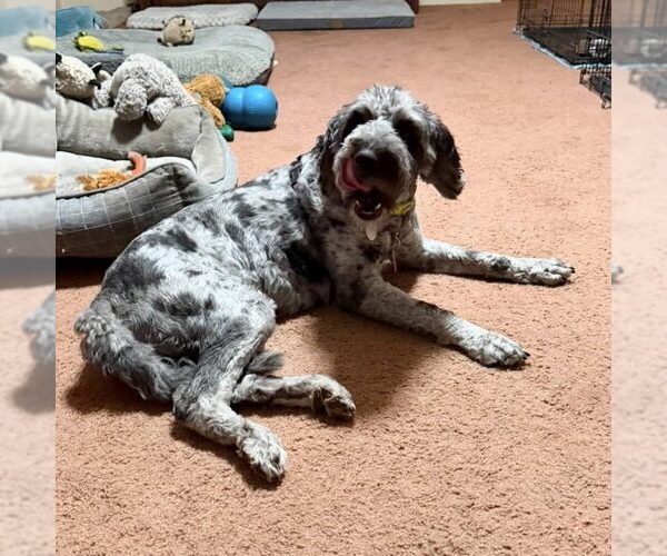 Medium Photo #1 Poodle (Standard)-Unknown Mix Puppy For Sale in Spring Lake, NC, USA
