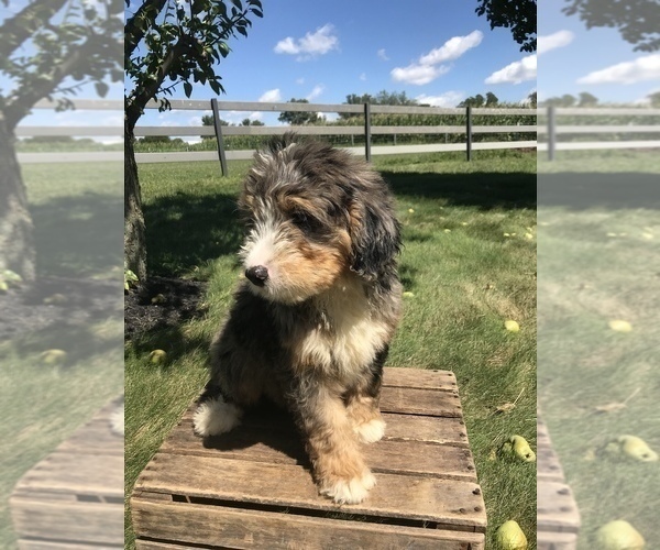 Medium Photo #2 Bernedoodle (Miniature) Puppy For Sale in GOSHEN, IN, USA