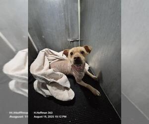 Chihuahua-Unknown Mix Dogs for adoption in San Antonio, TX, USA