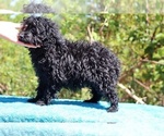 Small #44 Poodle (Toy)