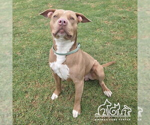 Mutt Dogs for adoption in Irvine, CA, USA