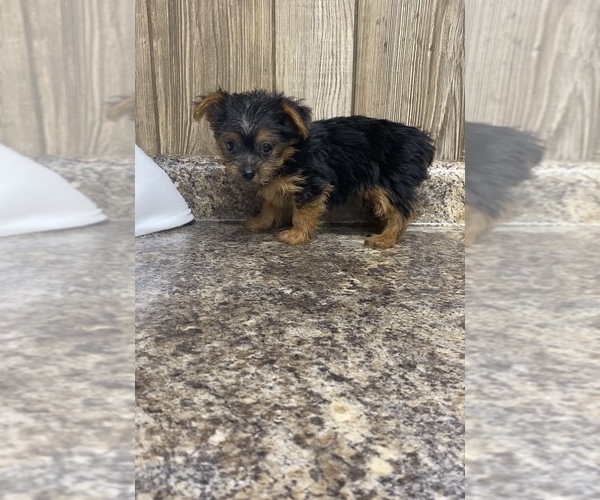 Medium Photo #2 Yorkshire Terrier Puppy For Sale in MYRTLE, MO, USA