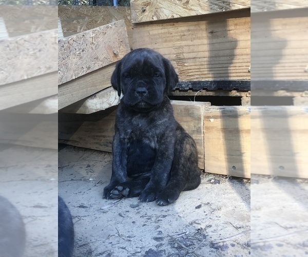 Medium Photo #4 Mastiff Puppy For Sale in BRANTLEY, AL, USA