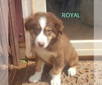 Small Photo #1 Australian Shepherd Puppy For Sale in GLADE HILL, VA, USA