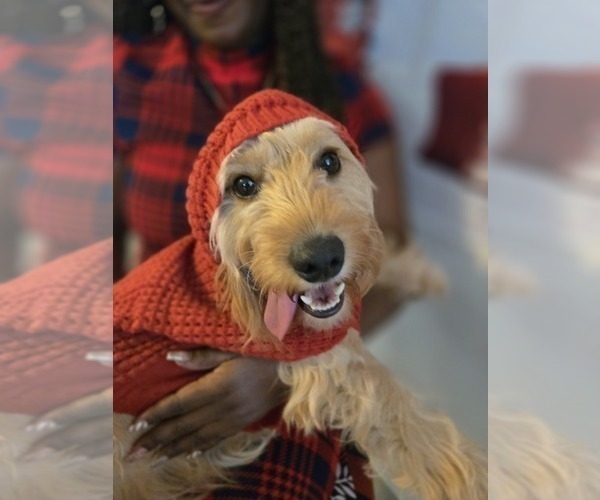 Medium Photo #1 Goldendoodle Puppy For Sale in ORLANDO, FL, USA