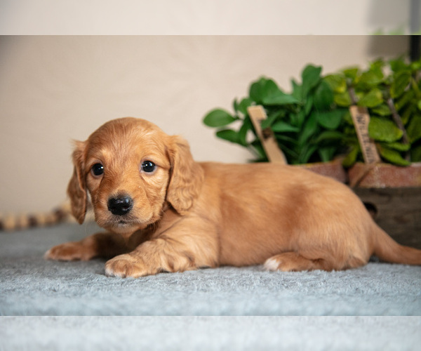 Medium Photo #12 Dachshund Puppy For Sale in NAPPANEE, IN, USA