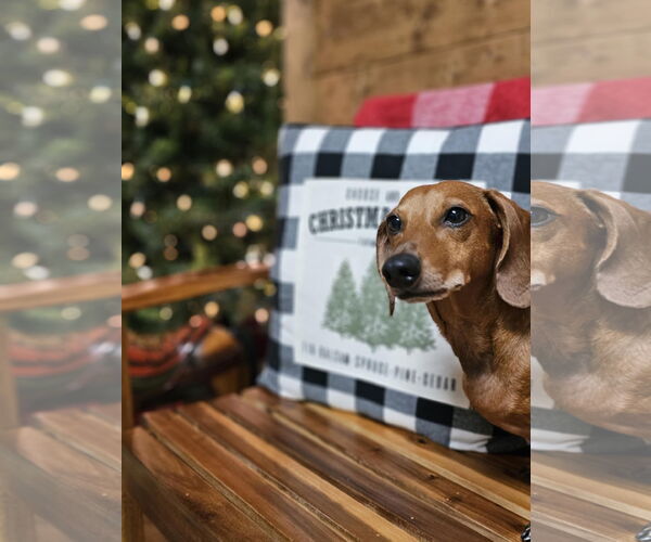 Medium Photo #8 Dachshund Puppy For Sale in Fruitland, SC, USA