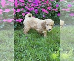 Small #6 Goldendoodle