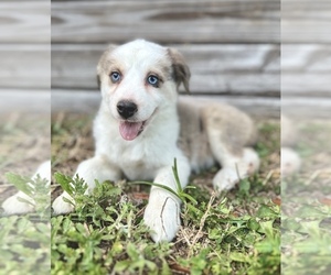 Australian Shepherd Puppy for Sale in ORLANDO, Florida USA