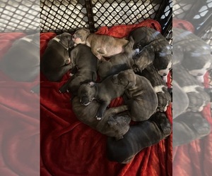 American Pit Bull Terrier Puppy for sale in HERKIMER, NY, USA