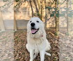 Small #6 Great Pyrenees